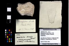 Foto (Objekt + Etikett) von Mesogalathea striata (Remeš, 1895)  (NHMW-GEO-1990-0041-3132)